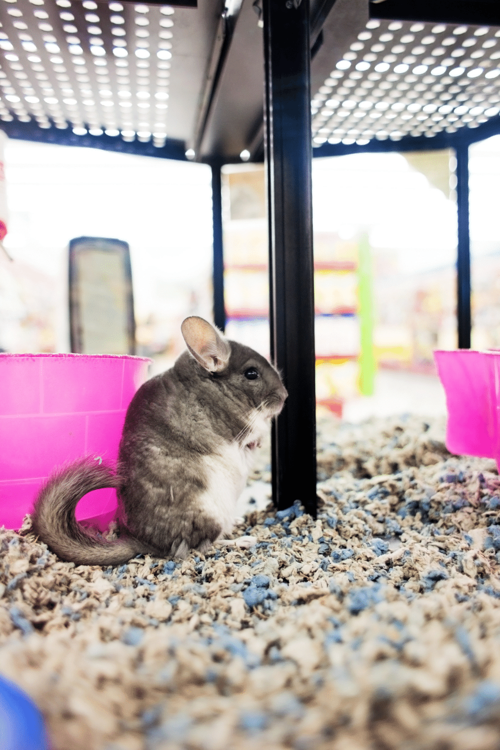 Encourage Your Chinchilla To Go In The Same Spot