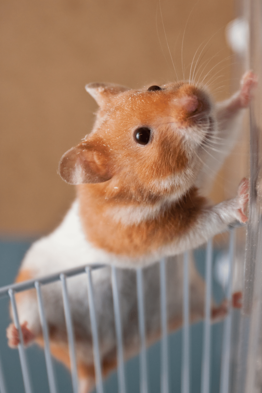 Extreme Clumsiness in Your Hamster