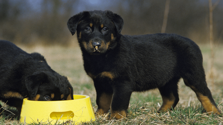 Feeding Rottweiler Puppy Appropriate Amount Of Food