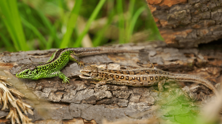 Female Lizards Release Pheromones Or Direct Specific Smells Toward A Potential Male