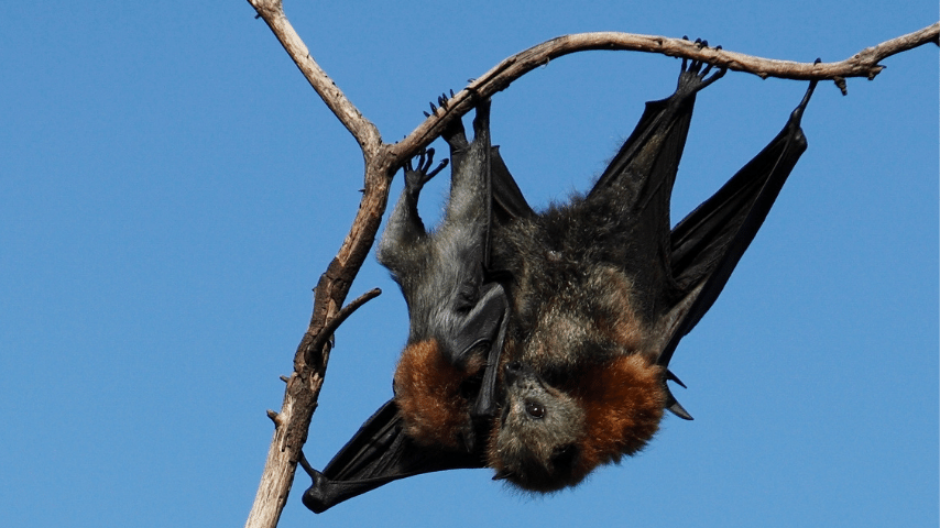Females Bats Carry Their Pups Using Their Wings And Tails.