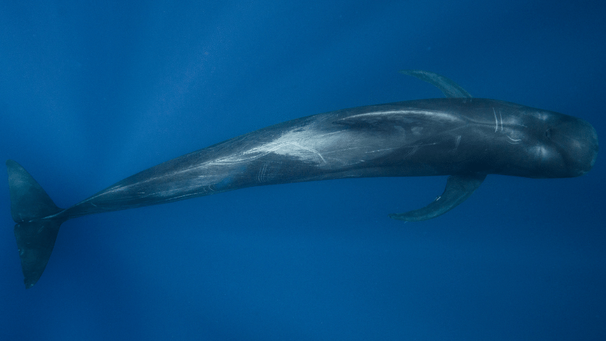 Fin Whale Can Quickly Reach A Speed Of About 24.8 mihr (40 kmhr)