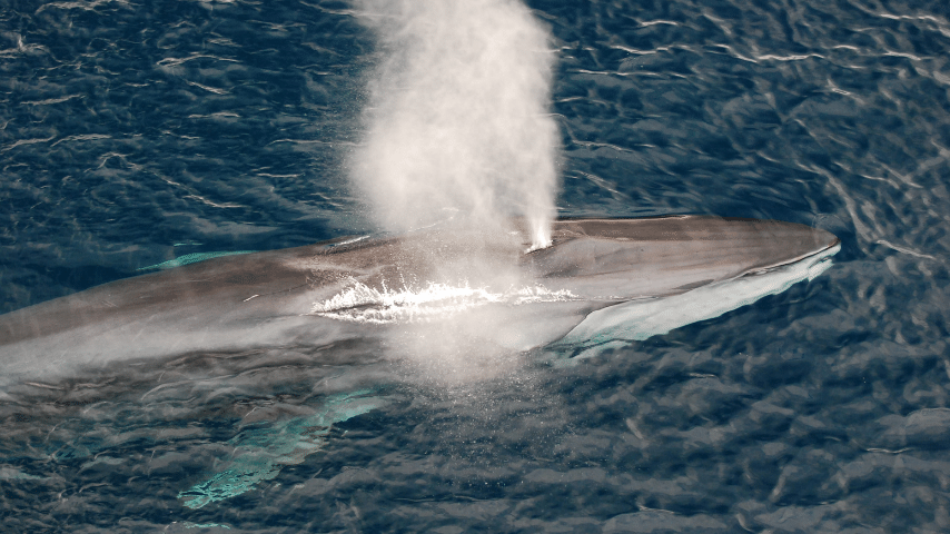 Fin whale can maintain a speed of 25 miles per hour (40 km per hour) and sometimes even 29 miles per hour (46.4 km per hour) in bursts