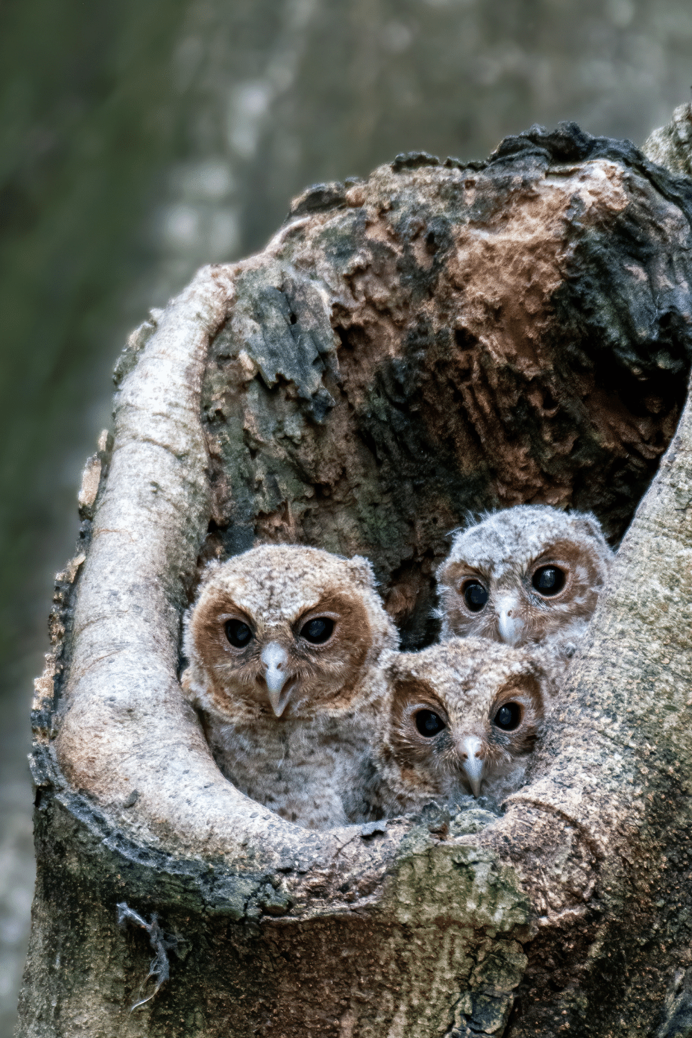 Finding An Owl’s Nest And Peering Into It