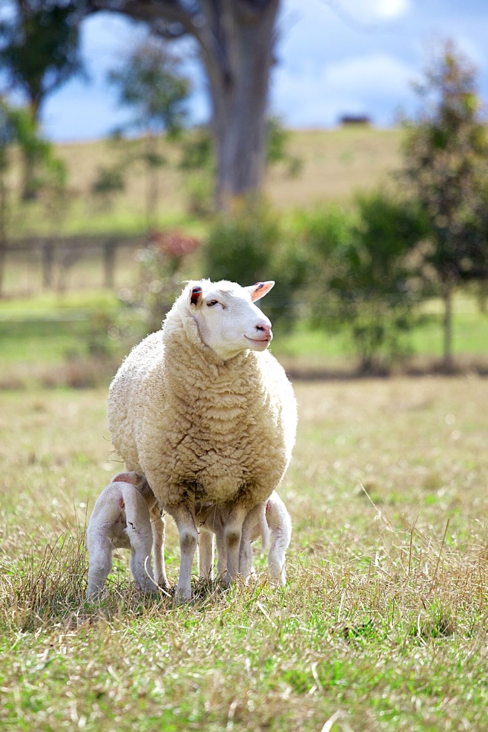 Five feet by five feet is the recommended measurement for lambing jugs where you'll place the baby lamb and the ewe