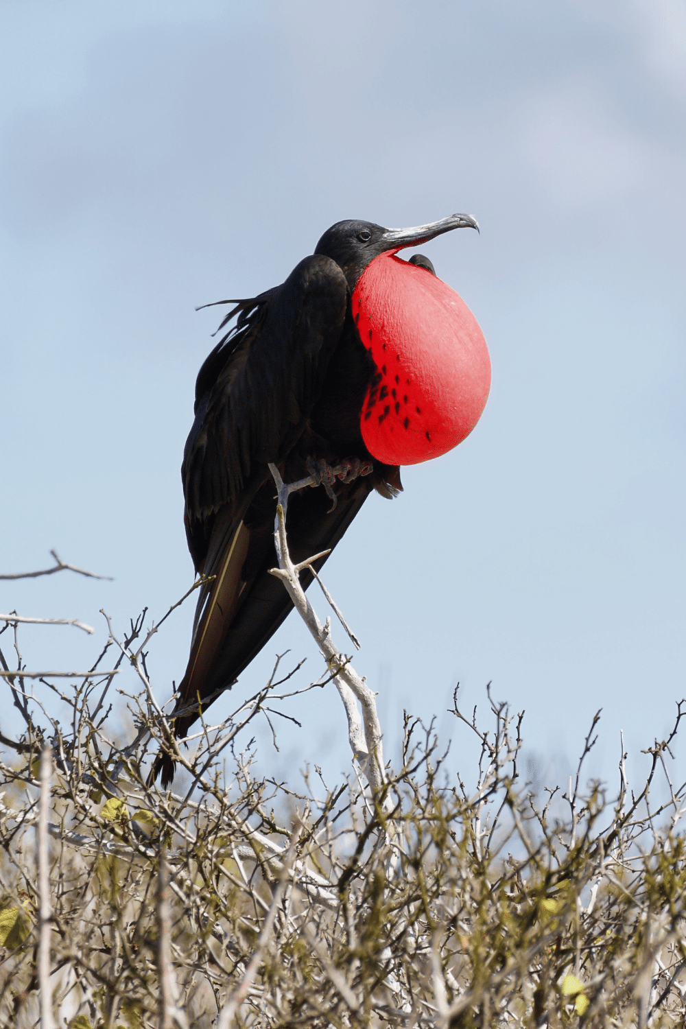 Frigatebirds