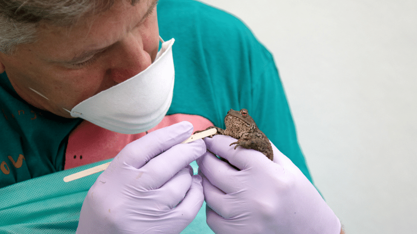 Frog Illness Left Untreated Is Fatal, So See A Veterinarian Right Away