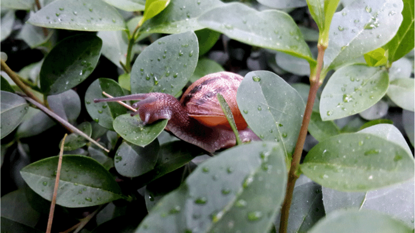 Garden Rapidly Destroys By Snails