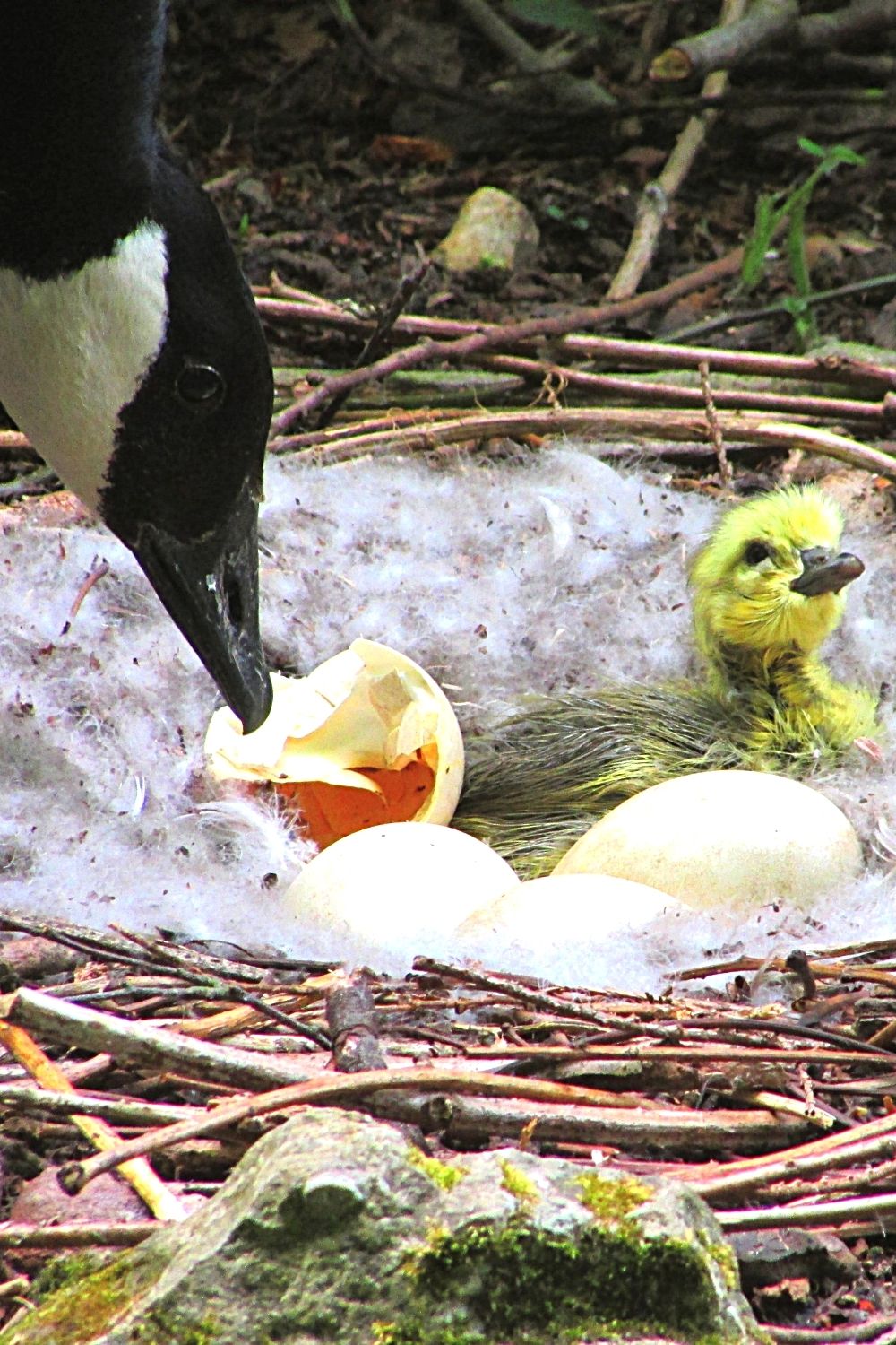 Geese rest in a uni-hemispheric state of sleep when they're guarding their nest and eggs