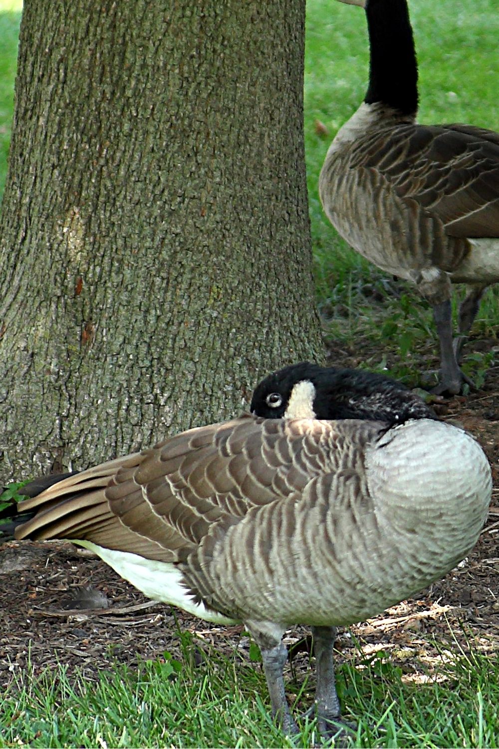 Geese sleep with one of their eyes open or partially open