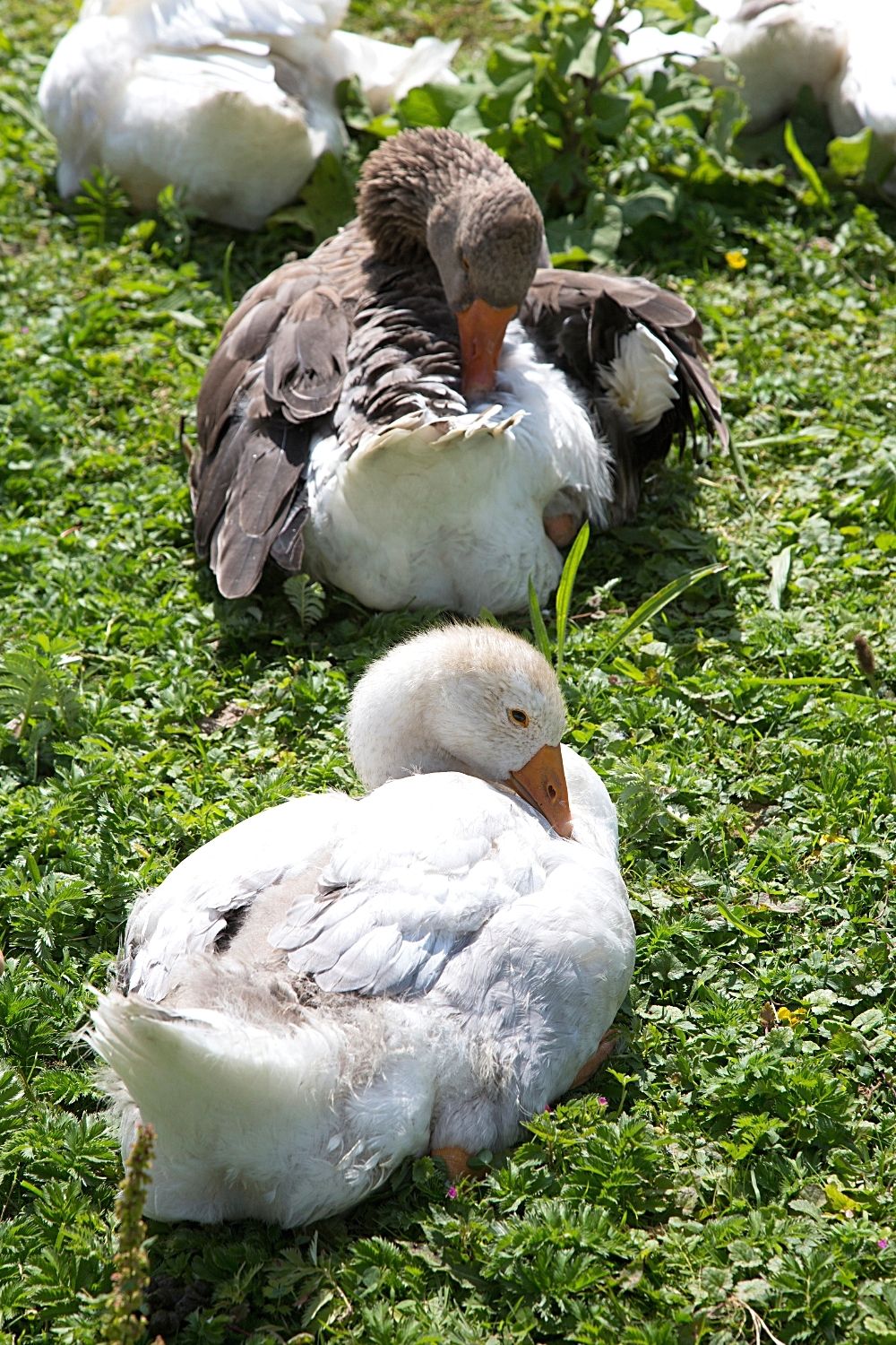 Geese tuck their head into their wings when they sleep