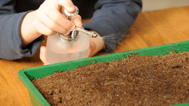 Cubaris Isopods Care - #1 Best Official Guide