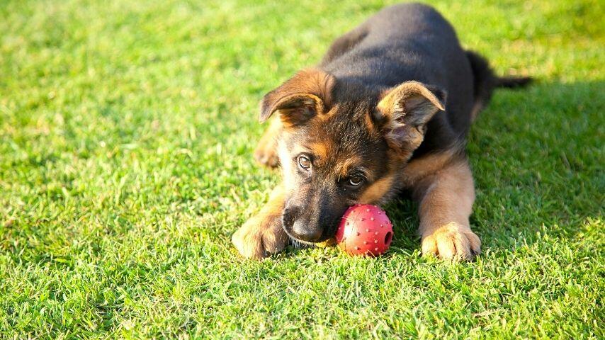 German Shepherds love to chew but they're not aggressive biters