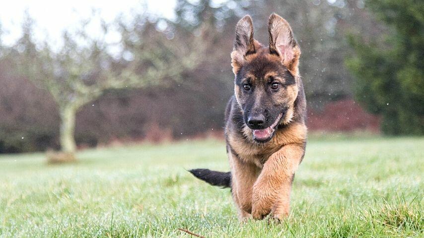 German Shepherds love to hunt as they will go after anything that's moving