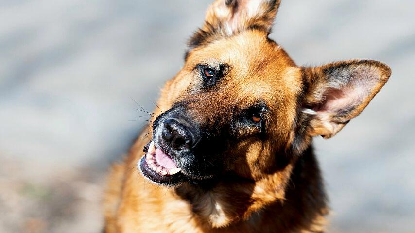 German Shepherds tilt their heads to the side when they're picking up noise in the area