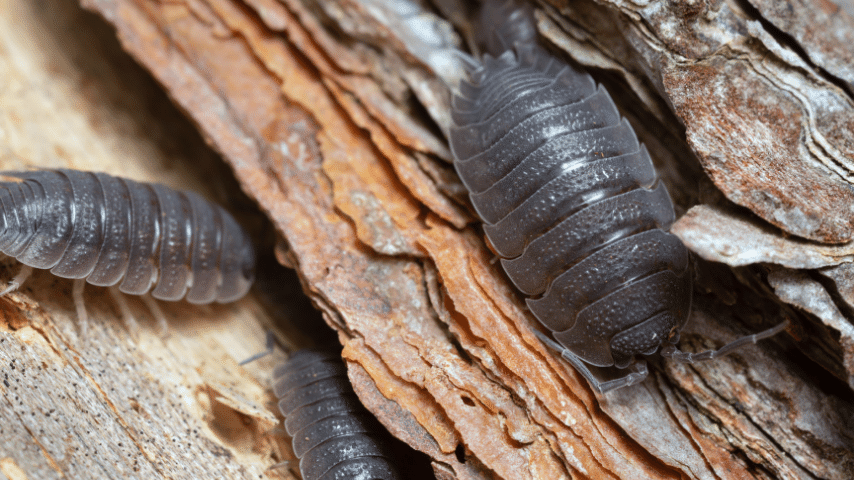 Giant Canyon Isopods