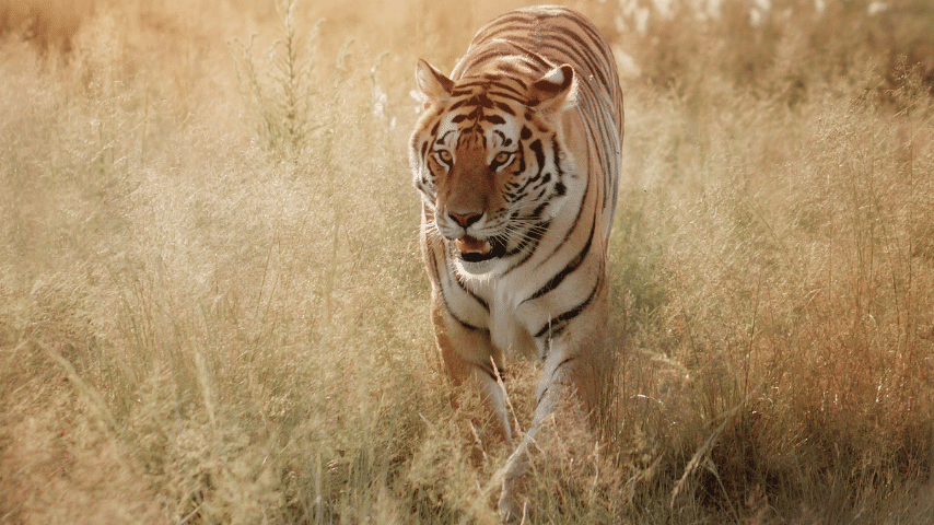 Giant Cat Is The Biggest Cat known As Wild Tiger