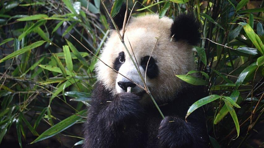 Giant pandas are no longer living in the wild as they're an endangered species