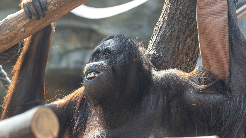 Gorillas Looked Happy