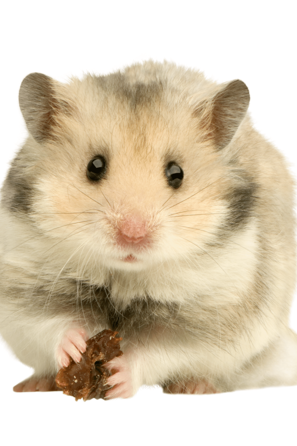 Hamster’s Eyes Look Cloudy and Opaque