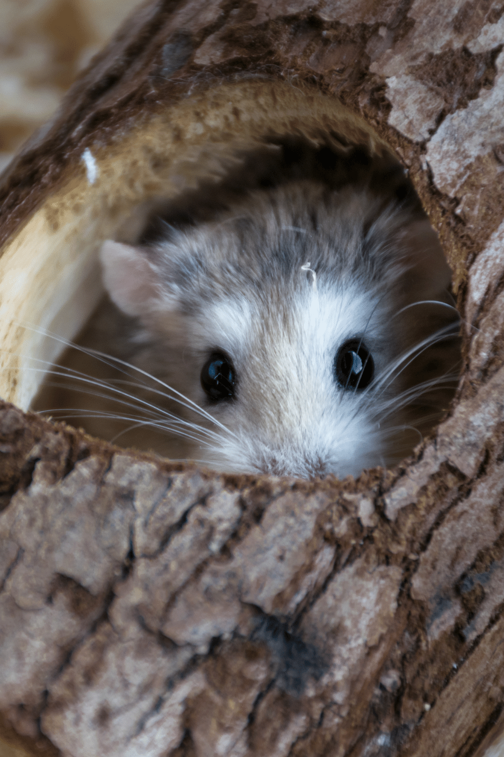 Hamsters Hide in a Corner of the Cage When Blind