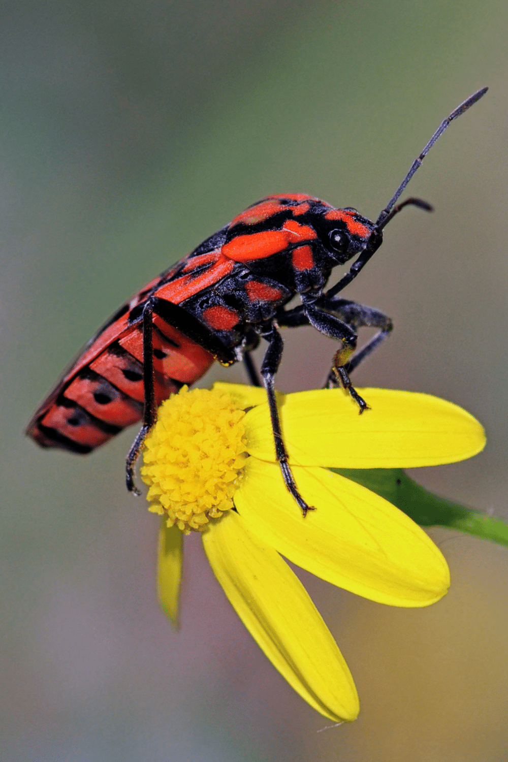 Harlequin Cabbage Bug