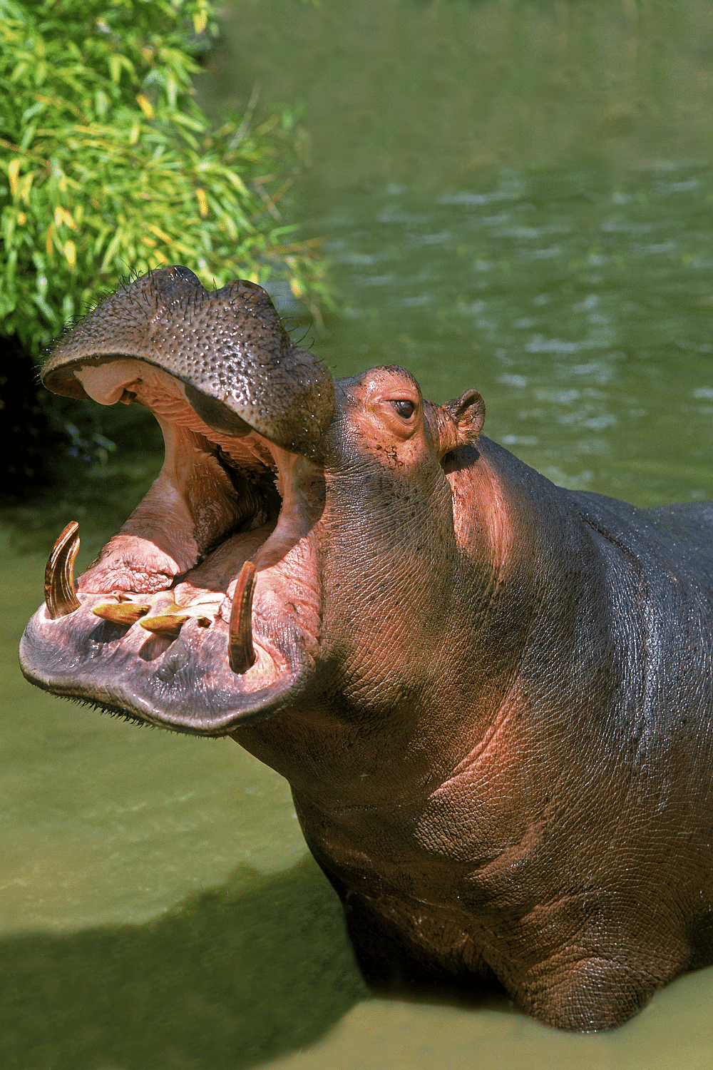 Hippopotamus Bite