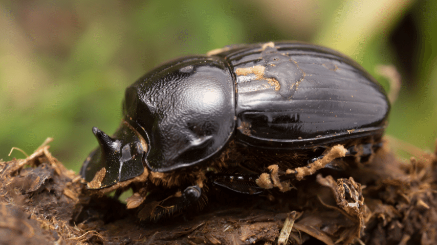 Horned Dung Beetle strongest insect