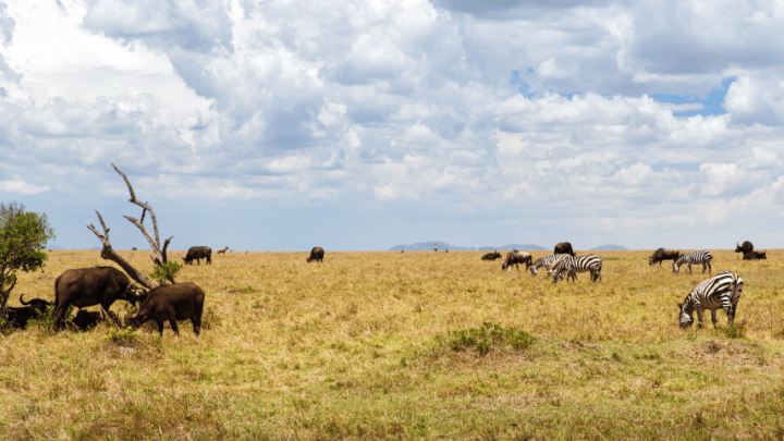 How Do Animals Get Nitrogen? You Will Be Surprised!