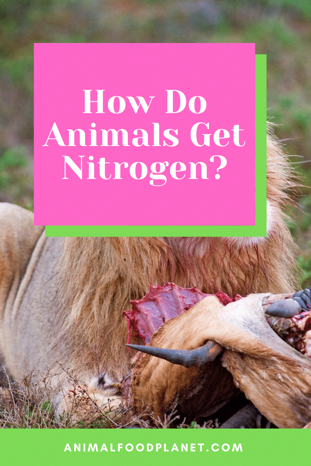 How Do Animals Get Nitrogen?