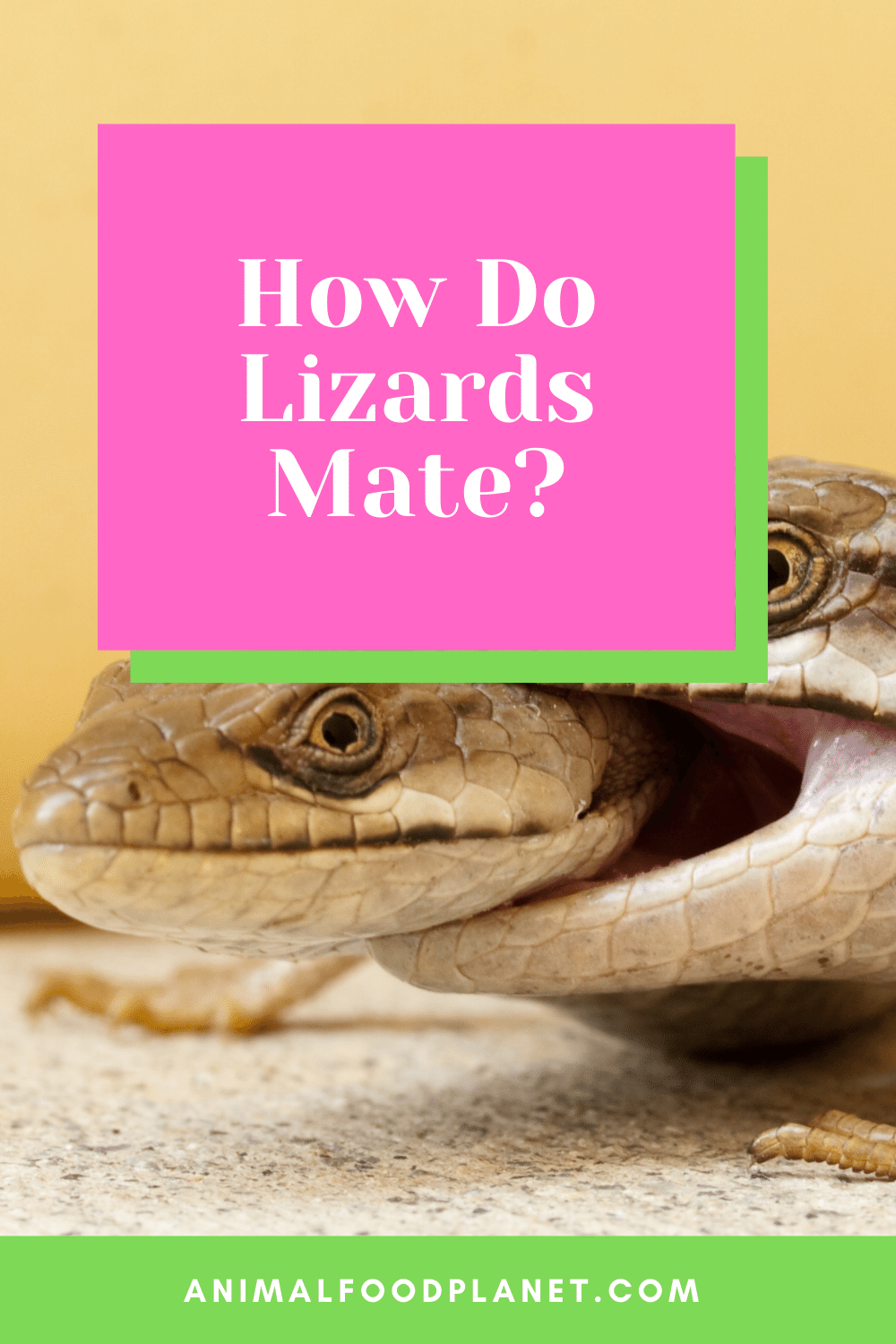 How Do Lizards Mate