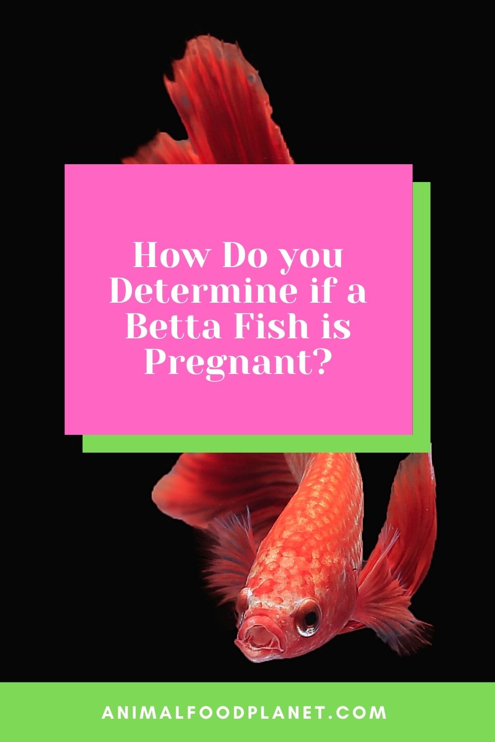 How Do you Determine if a Betta Fish is Pregnant?