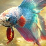 How Do you Determine if a Betta Fish is Pregnant