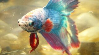 How Do you Determine if a Betta Fish is Pregnant