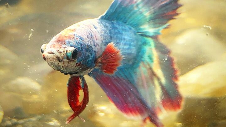 How Do you Determine if a Betta Fish is Pregnant? #1 Signs