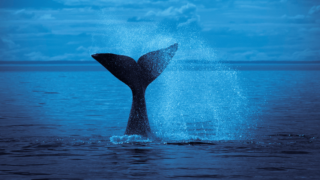 How Fast Do Whales Swim?