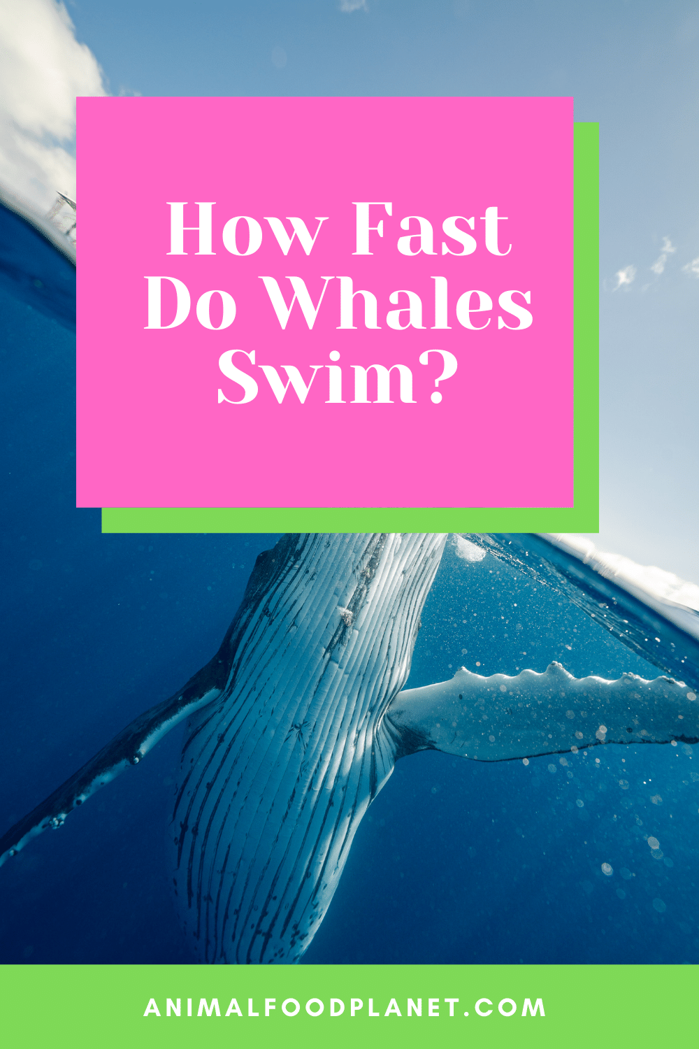 How Fast Do Whales Swim