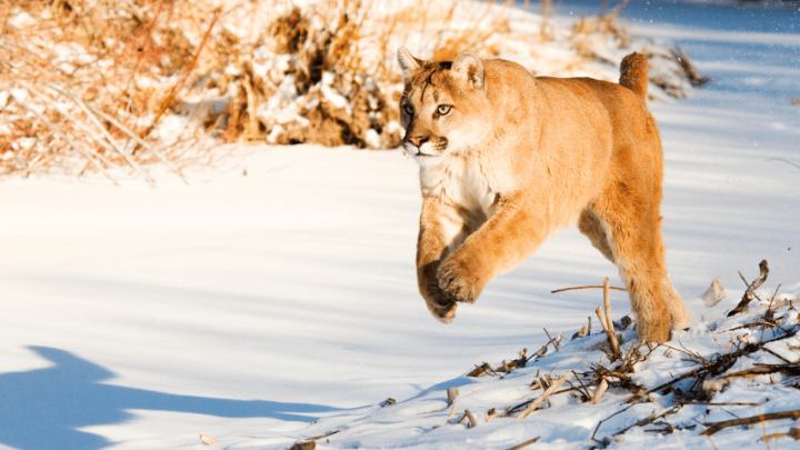 How High Can Lions Jump? That High!