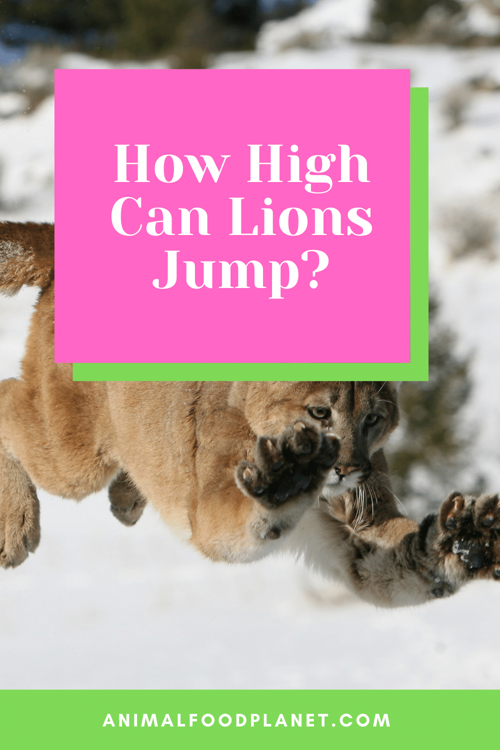 How High Can Lions Jump?