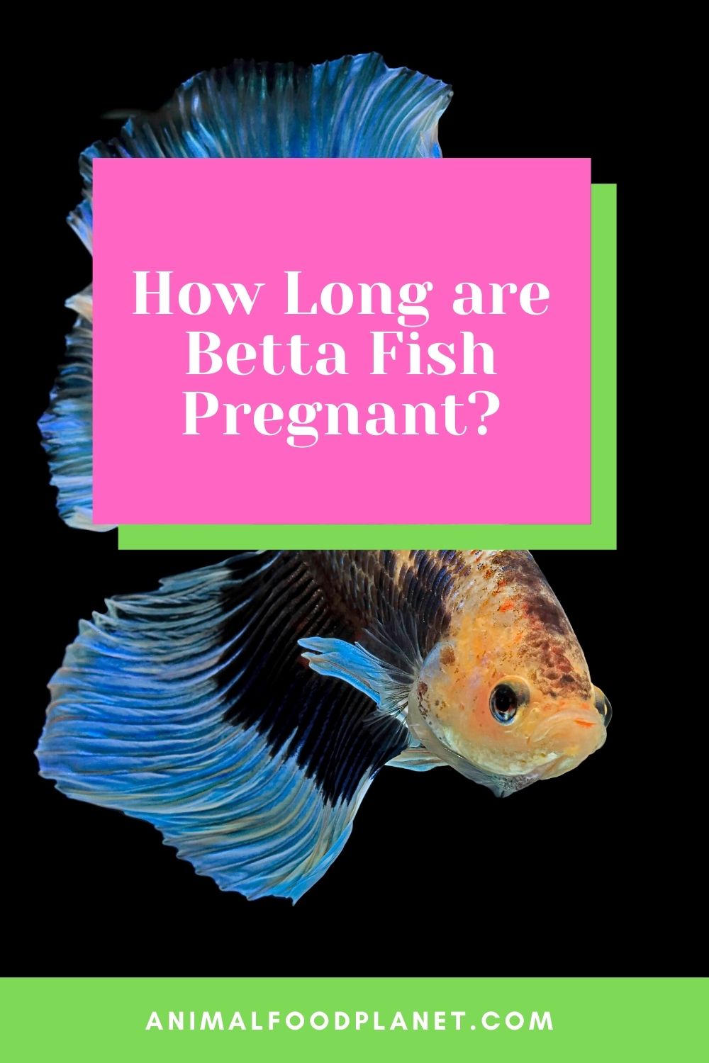How Long Are Betta Fish Pregnant?