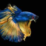 How Long are Betta Fish Pregnant?
