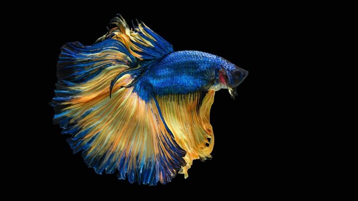 How Long are Betta Fish Pregnant? Aha! #1 Best Answer