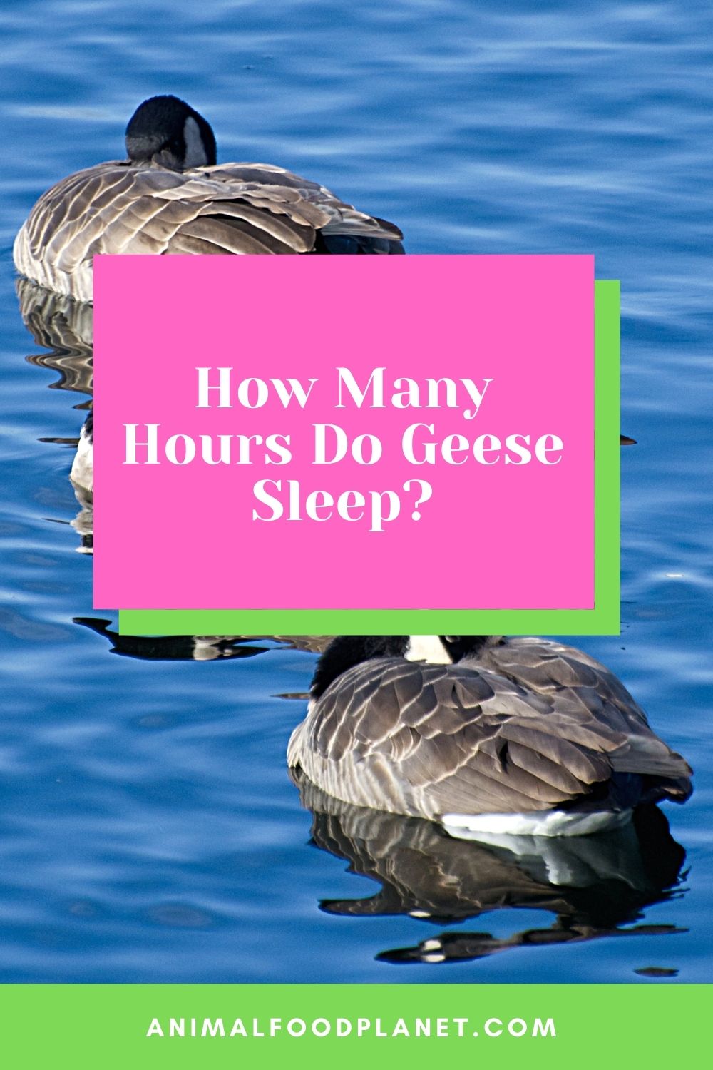 How Many Hours Do Geese Sleep?