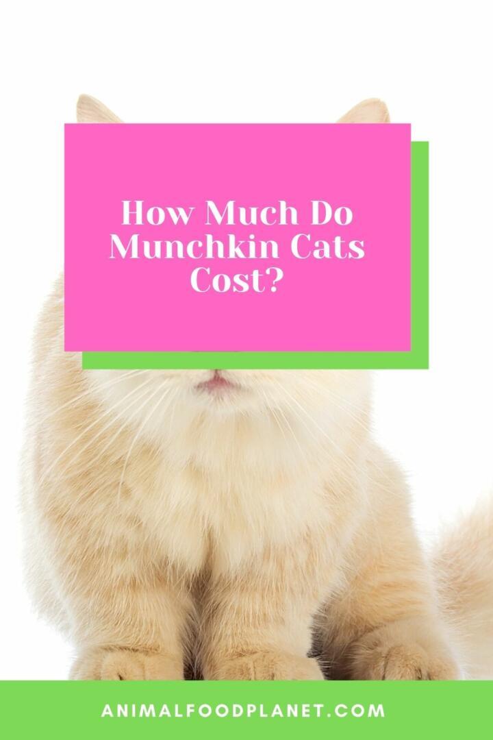 How Much Do Munchkin Cats Cost?