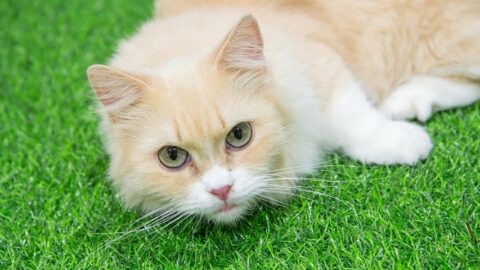 How Much Do Munchkin Cats Cost? #1 Best Answer