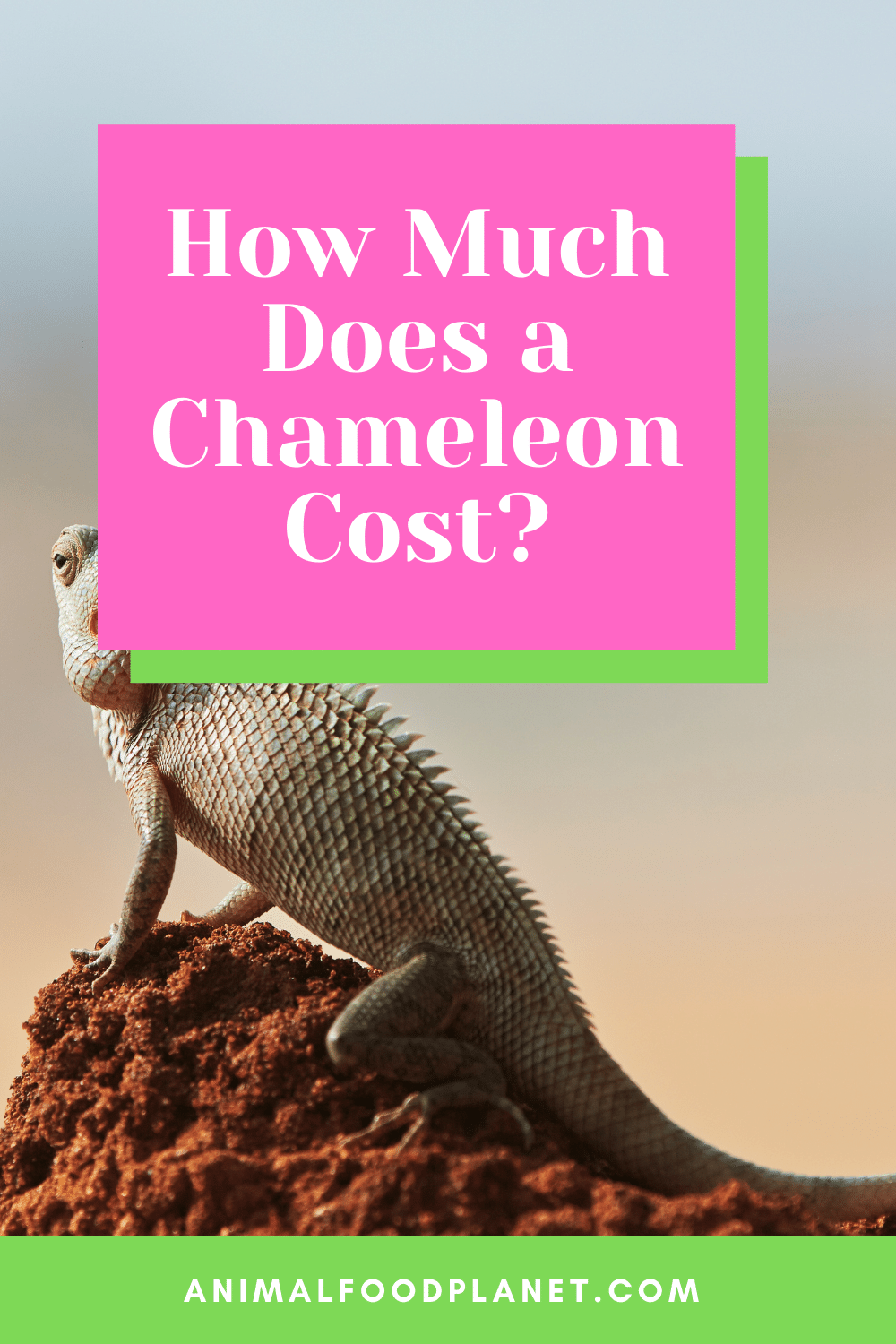 How Much Does A Chameleon Cost