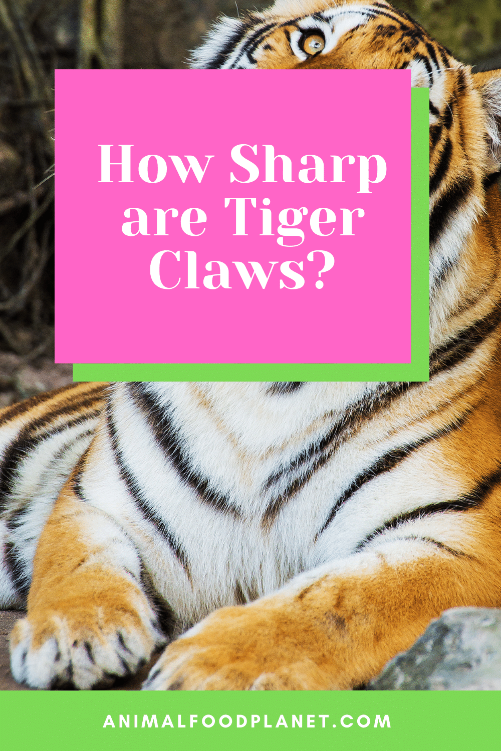 How Sharp Are Tiger Claws?