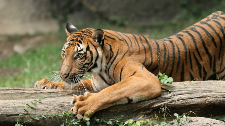 How Sharp are Tiger Claws? Read This!