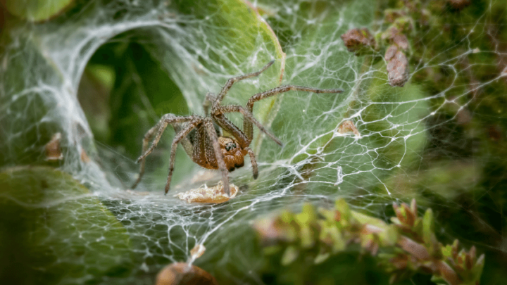 How Strong Are Spiders? Wow, Mighty Strong Indeed!