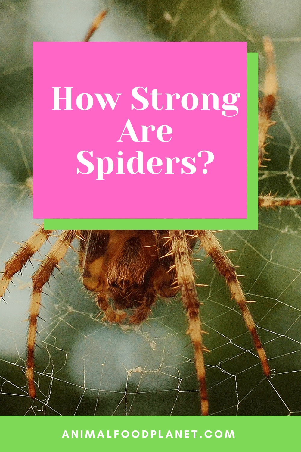 How Strong Are Spiders